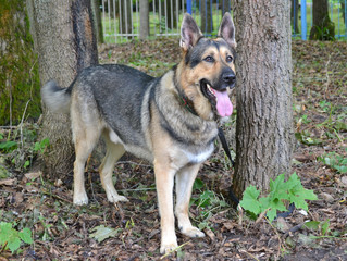 East european shepherd