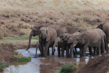 Fototapeta premium Elephant in Nature 