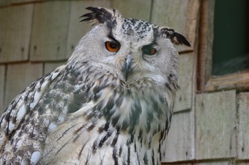 Hibou grand-duc d'Europe Bubo bubo