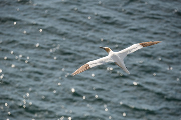 Adult gannet at Bempton Cliffs, UK.