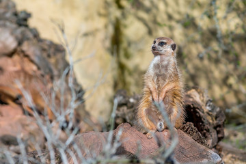 Lenz Erd Mann sitz auf Holz in Sonne im Frueh Jahr 2018
