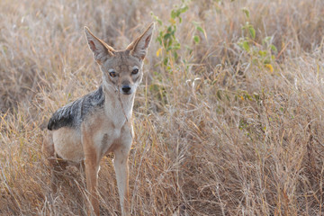 Black-backed jackal