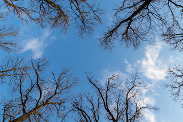 Looking up at the oak trees in winter
