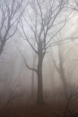 Mystic foggy day in the oak forest