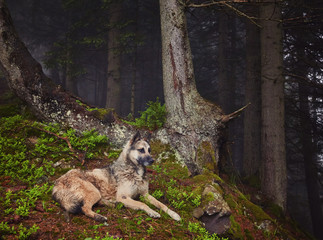 Fototapeta premium A hunting dog awaits its owner in a misty forest