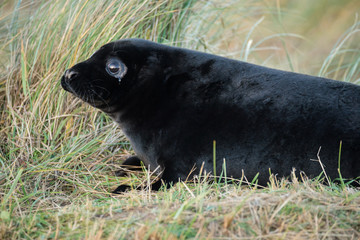 Grey seal puppy at Donna Nook Nature Reserve, UK.