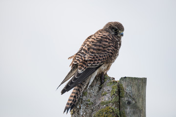 Kestrel near Bempton Cliffs, UK.