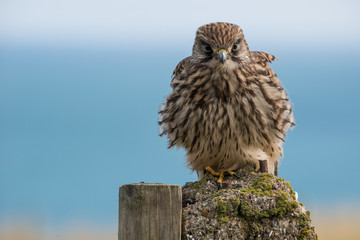 Kestrel near Bempton Cliffs, UK.
