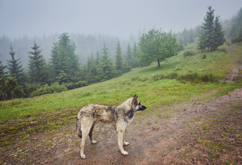 A hunting dog awaits its owner in a misty forest