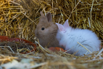 zwei kleine Kaninchen fressen eine Karotte