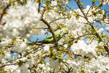 Rose-ringed parakeet, Kew Gardens, London, UK