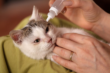 Treating the eyes of a little rescue kitten