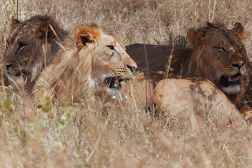 Lion In Nature 