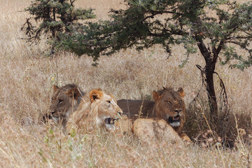 Lion In Nature 