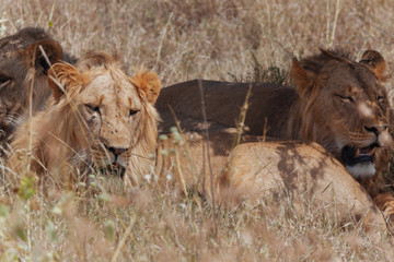 Lion In Nature 