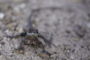 lezard, thailande