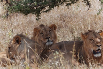 Lion In Nature 