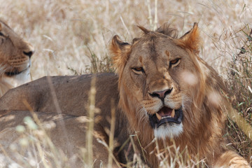 Lion In Nature 