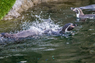 Humboldt penguin (Spheniscus humboldti) splashing in water, Calgary Zoo, Alberta, Canada