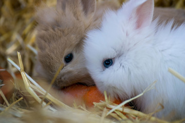 zwei kleine Kaninchen fressen eine Karotte