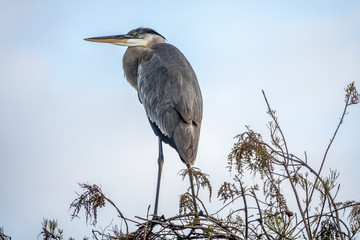 great blue heron, Ardea herodias,