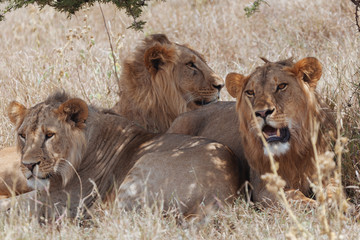 Lion In Nature 