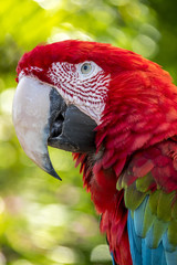 scarlet macaw,Ara macao