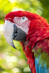 scarlet macaw,Ara macao