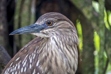  green heron,Butorides virescens