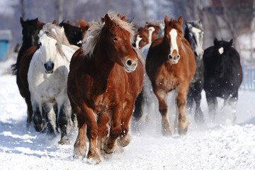 雪原を走る馬