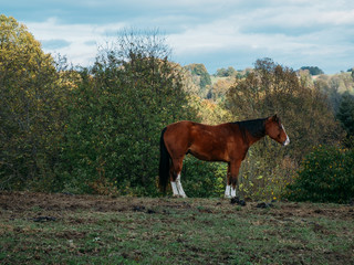 Pferde im Odenwald 