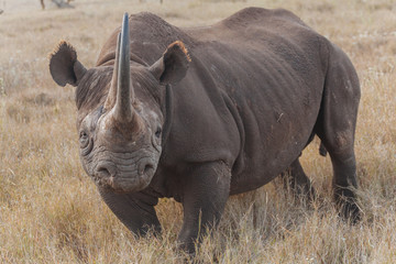 Obraz premium Rhinoceros in Nature 