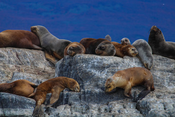 Fototapeta premium Leões marinhos em Ushuaia