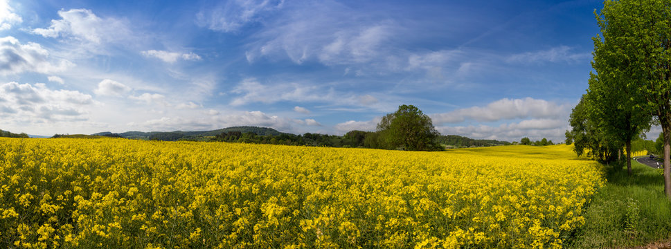 Rapsfeld Panorama blühender Raps Blüte gelb Frühling Landschaft blauer Himmel © agrarmotive
