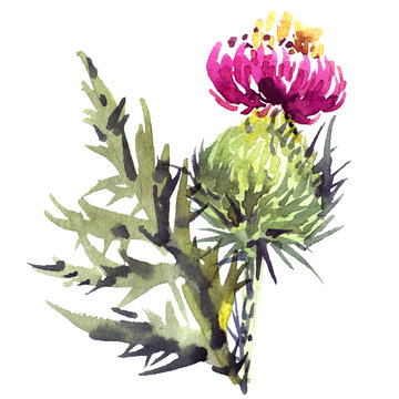 Watercolor Thistle Flower