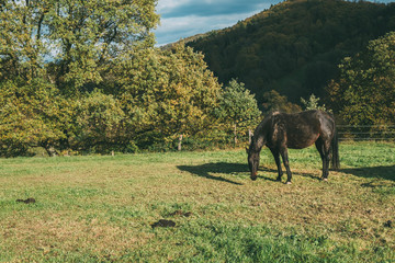 Pferde im Odenwald 