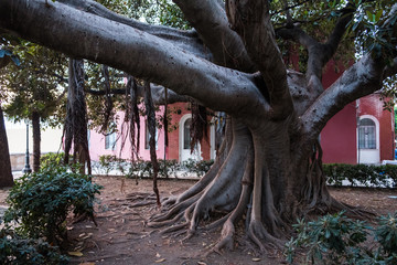 A giant ficus tree on Ortigia, the island in Siracusa, Sicily