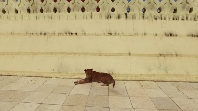 Bagan temple. Dog rests and enjoy the sun at ground of Bupaya Pagoda next to Golden stupa in Bagan, Myanmar.