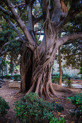 A giant ficus tree on Ortigia, the island in Siracusa, Sicily