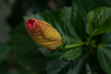 Red Hibiscus Flower Bud Close-up
