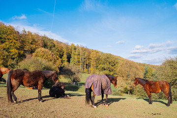 Pferde im Odenwald 