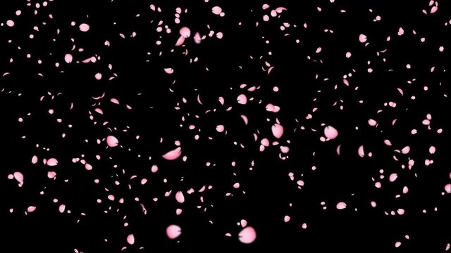 Cherry_Blossom_falling_20s_BL_WH_ALFA_桜吹雪アルファ付
