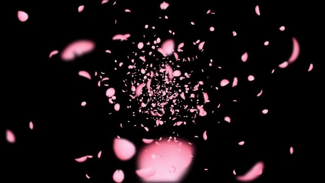 Cherry_Blossom_Rolling_20s_BL_WH_ALFA_桜吹雪回転_アルファ付