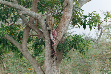 Fototapeta premium Leopard in Nature 