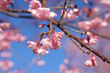 wild himalayan cherry or Thai sakura flower