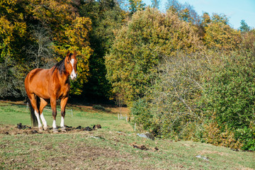 Pferde im Odenwald 