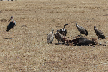 Vulture in Nature 