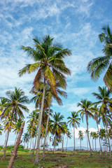 the palm tree forest, green palm trees on a green lawn on sky blue background