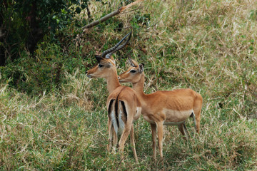 Springbok in Nature 