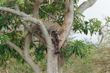 Fototapeta na wymiar Leopard in Nature 